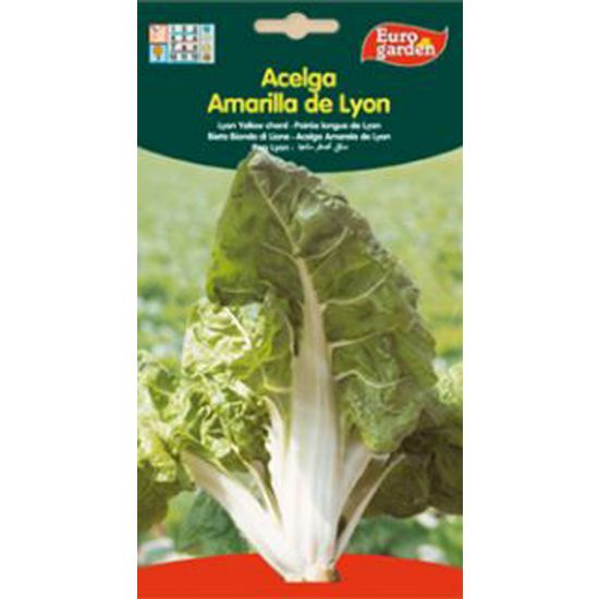 Imagen de Semilla sobre acelga Amarilla de Lyon