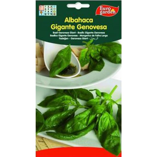Imagen de Semilla sobre albahaca Gigante Genovesa