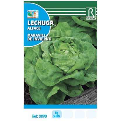 Imagen de Semilla sobre lechuga Maravilla de Invierno