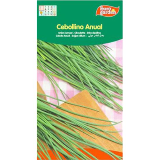Imagen de Semilla sobre cebollino Anual