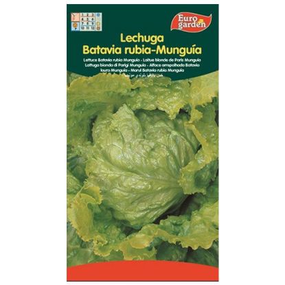 Imagen de Semilla sobre lechuga Batavia Rubia Munguía