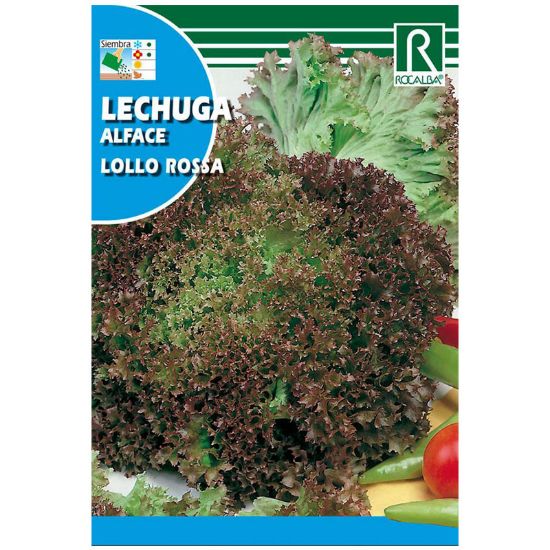 Imagen de Semilla sobre lechuga Lollo Rossa