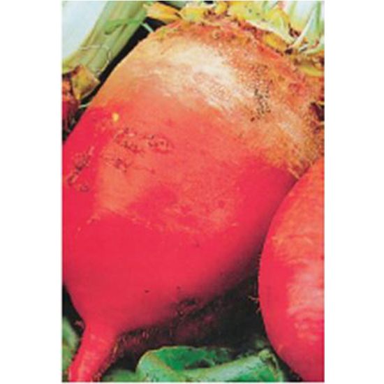 Imagen de Semilla remolacha forrajera roja Eckendorf 250 gr