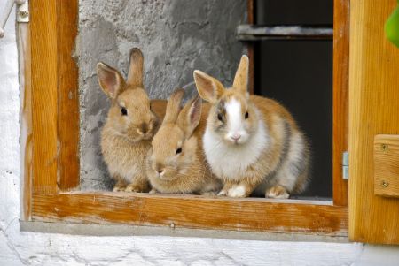 Imagen para la categoría Conejos