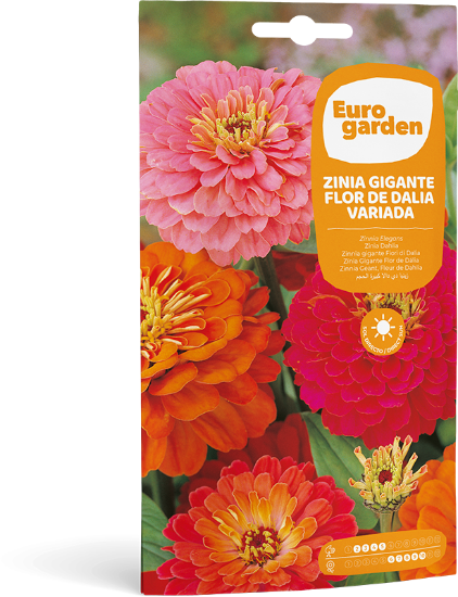 Imagen de Semilla sobre zinia gigante flor de dalia variada