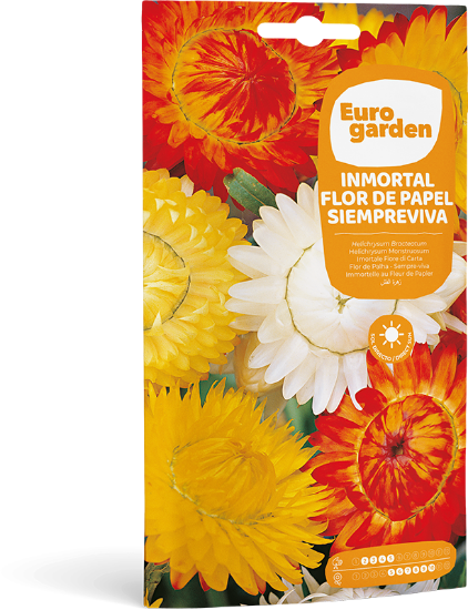 Imagen de Semilla sobre inmortal flor de papel - Siempreviva Eurogarden