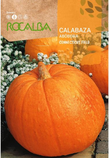 Imagen de Semilla sobre calabaza Connecticut Field