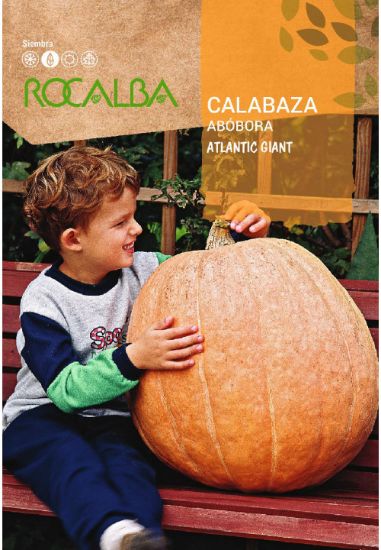 Imagen de Semilla sobre calabaza Atlantic Giant