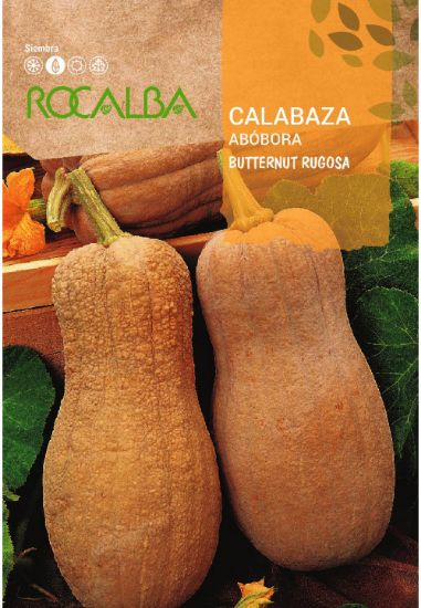 Imagen de Semilla sobre calabaza Butternut rugosa