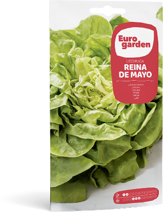 Imagen de Semilla sobre lechuga Reina de Mayo