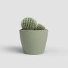 Imagen de Maceta cerámica Nubia Cactus 8cm verde claro