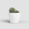 Imagen de Maceta cerámica Nubia Cactus 8cm blanco