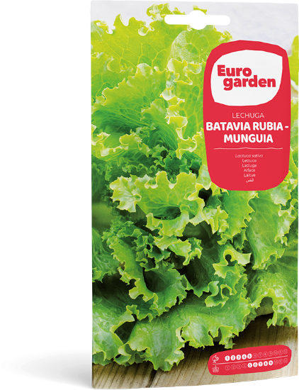 Imagen de Semilla sobre lechuga Batavia Rubia Munguía