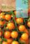 Imagen de Semilla sobre tomate Cereza Amarilla ROCALBA