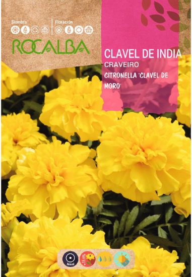 Imagen de Semilla sobre clavel de india citronella doble enano