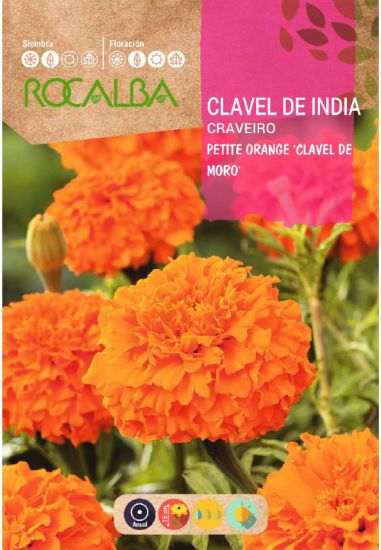 Imagen de Semilla sobre clavel de india Petite Orange doble