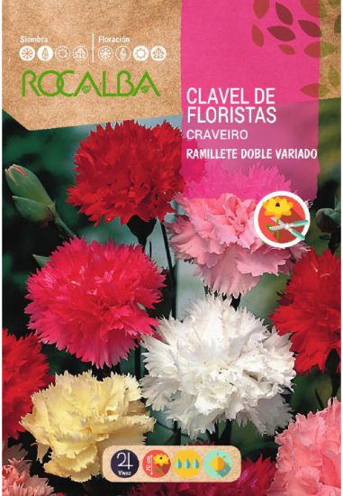 Imagen de Semilla sobre clavel de floristas ramillete doble variado