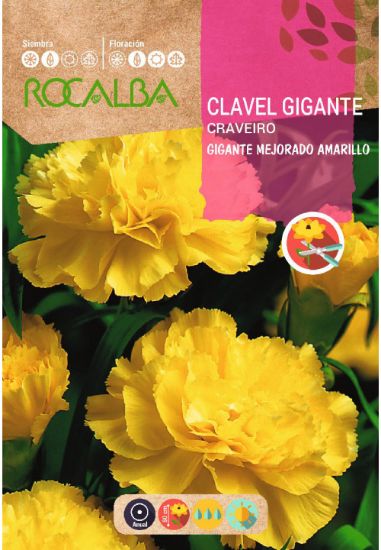 Imagen de Semilla sobre clavel gigante amarillo