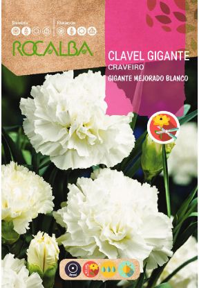 Imagen de Semilla sobre clavel gigante blanco