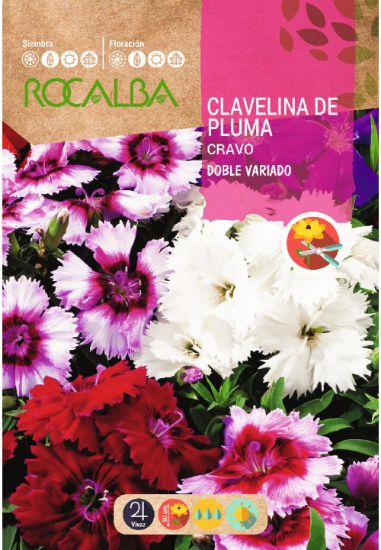 Imagen de Semilla sobre clavel plumario doble variado