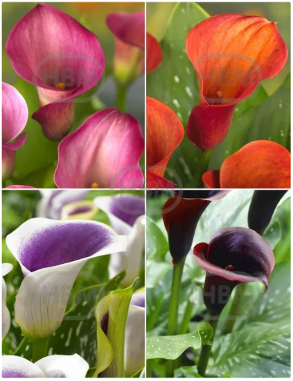 Imagen de Bulbo Calla 