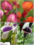 Imagen de Bulbo Calla 