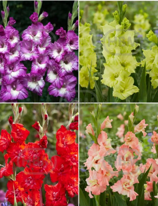Imagen de Bulbo Gladiolo Variado