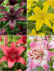 Imagen de Bulbo Lilium Pack 2uds