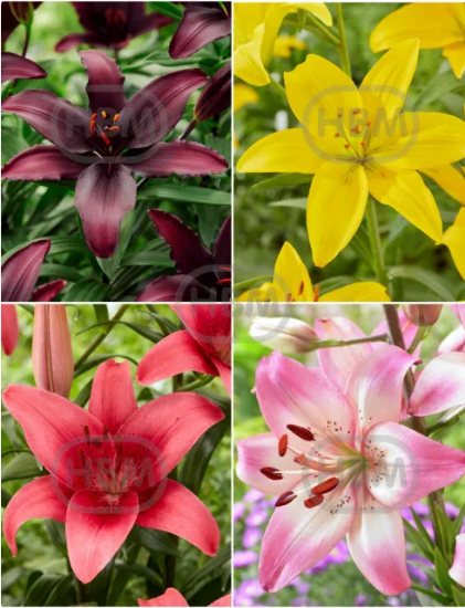 Imagen de Bulbo Lilium Pack 2uds