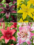 Imagen de Bulbo Lilium Pack 2uds