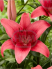 Imagen de Bulbo Lilium Pack 2uds