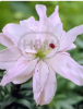 Imagen de Bulbo Lilium Pack 2uds