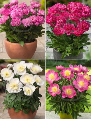 Imagen de Bulbo Peonia Granel